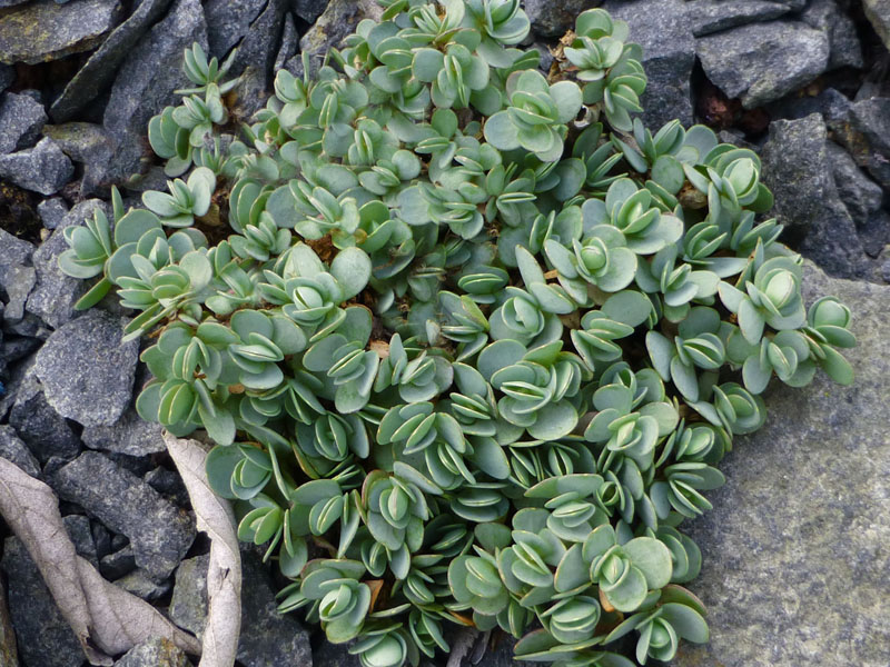 Aethionema oppositifolium